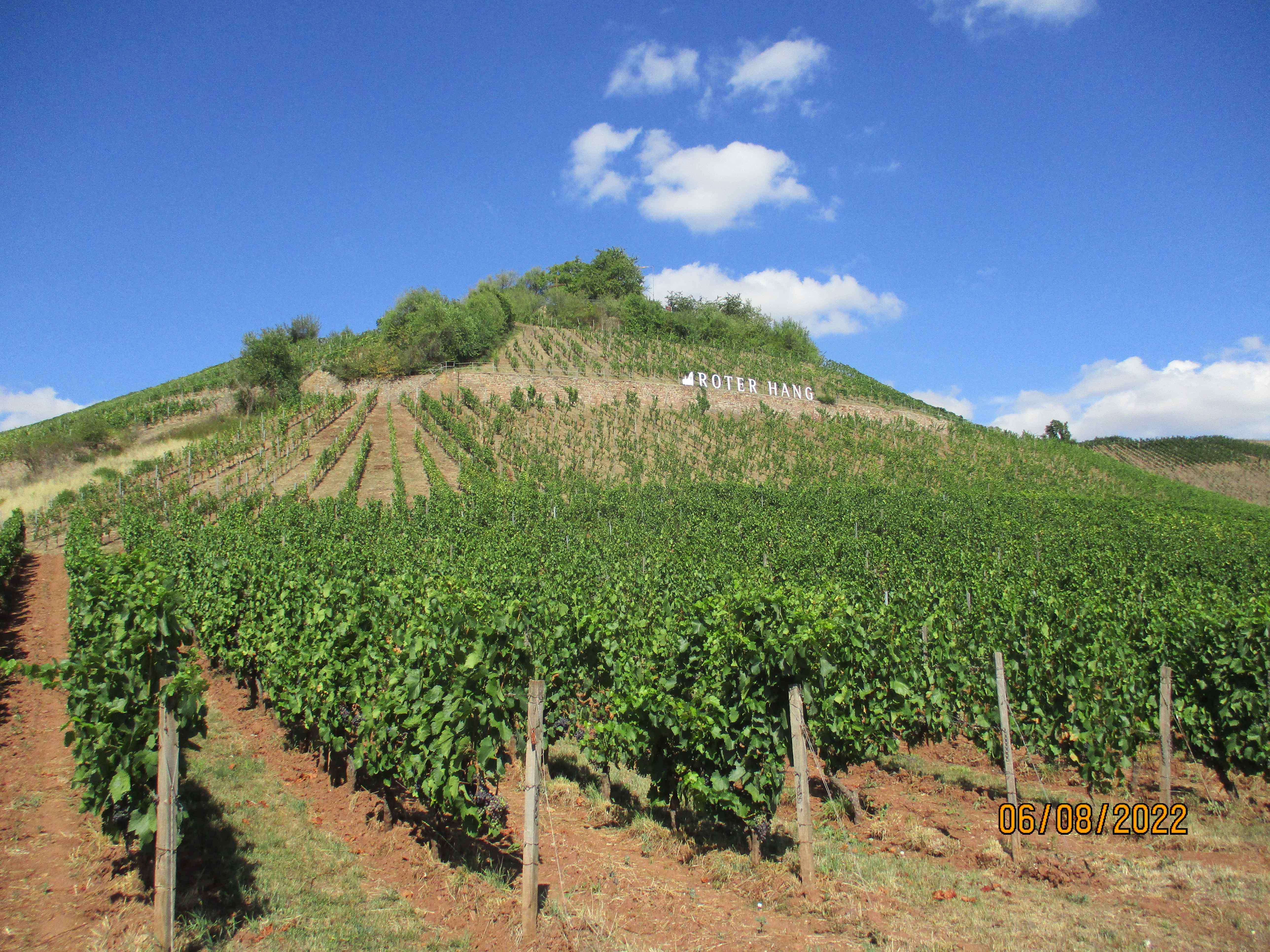 Radreise-Wald-und-Wein-Weinberg-Nierstein