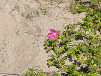 Blüte im Dünensand