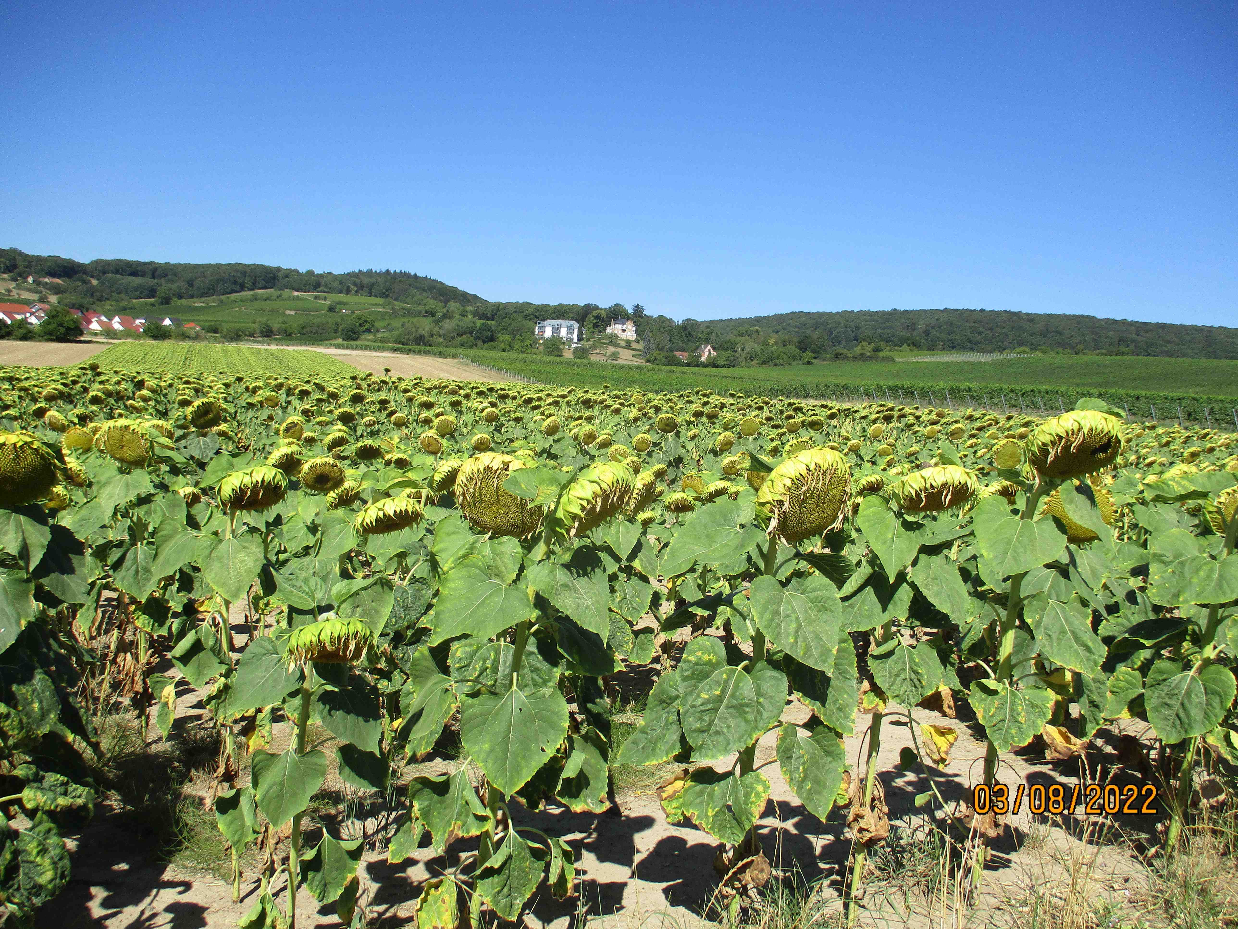 weinstrasse-sonnenblumen-klimawandel-wasserknappheit