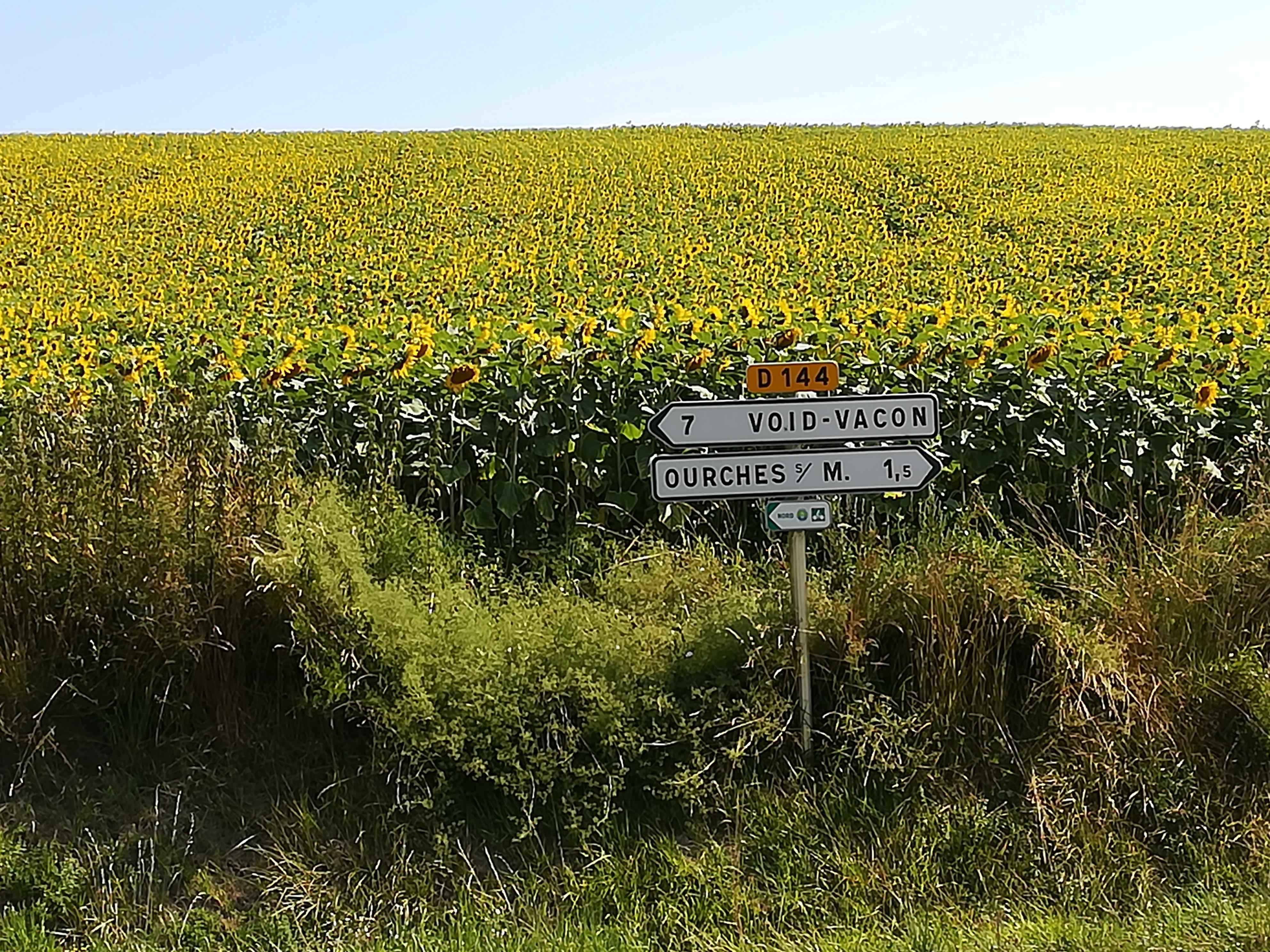 Sonnenblumen Ourches sur Meuse