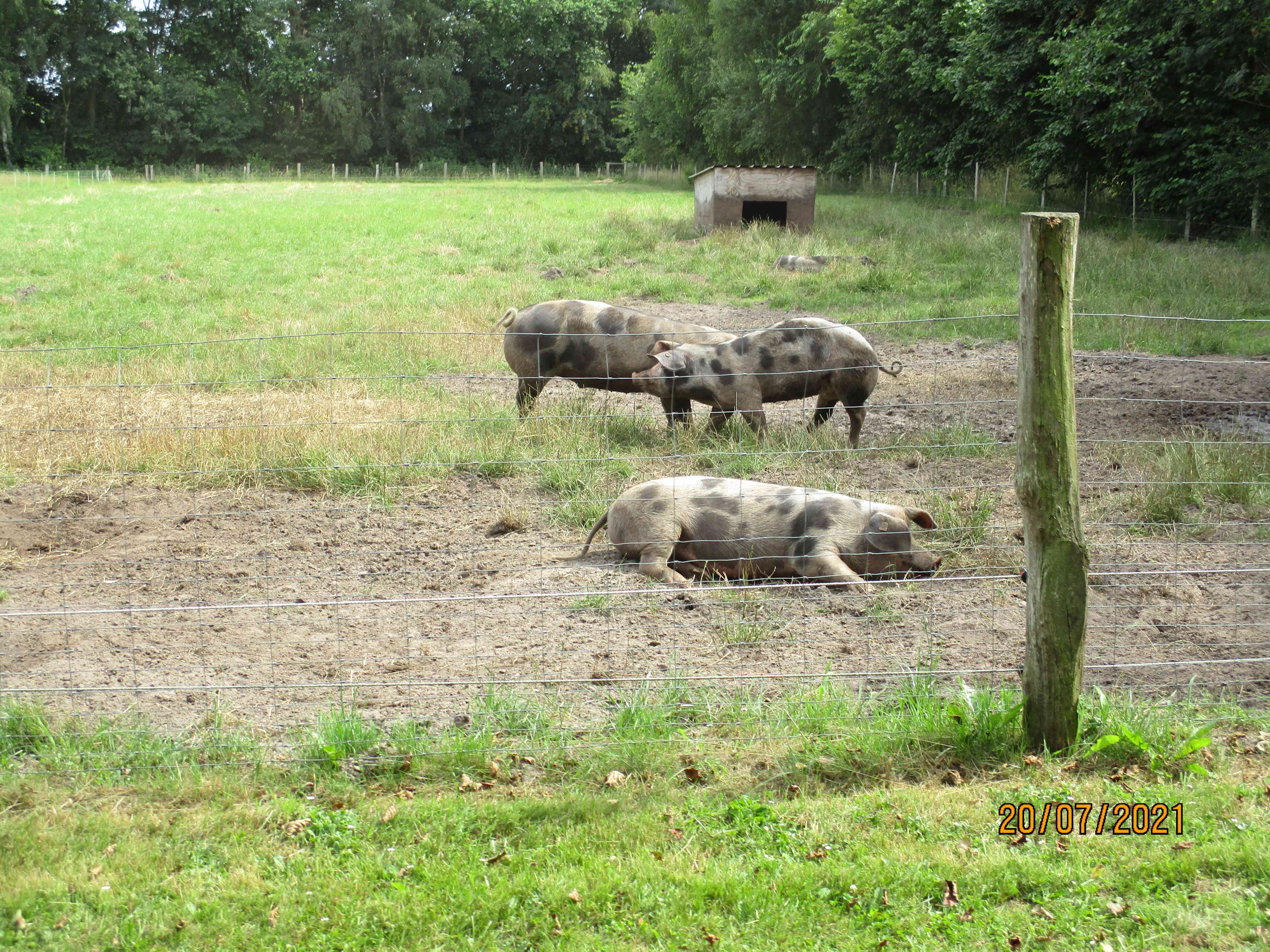 EmsRagweg Bentheimer Schweine im Emsland Moormuseum