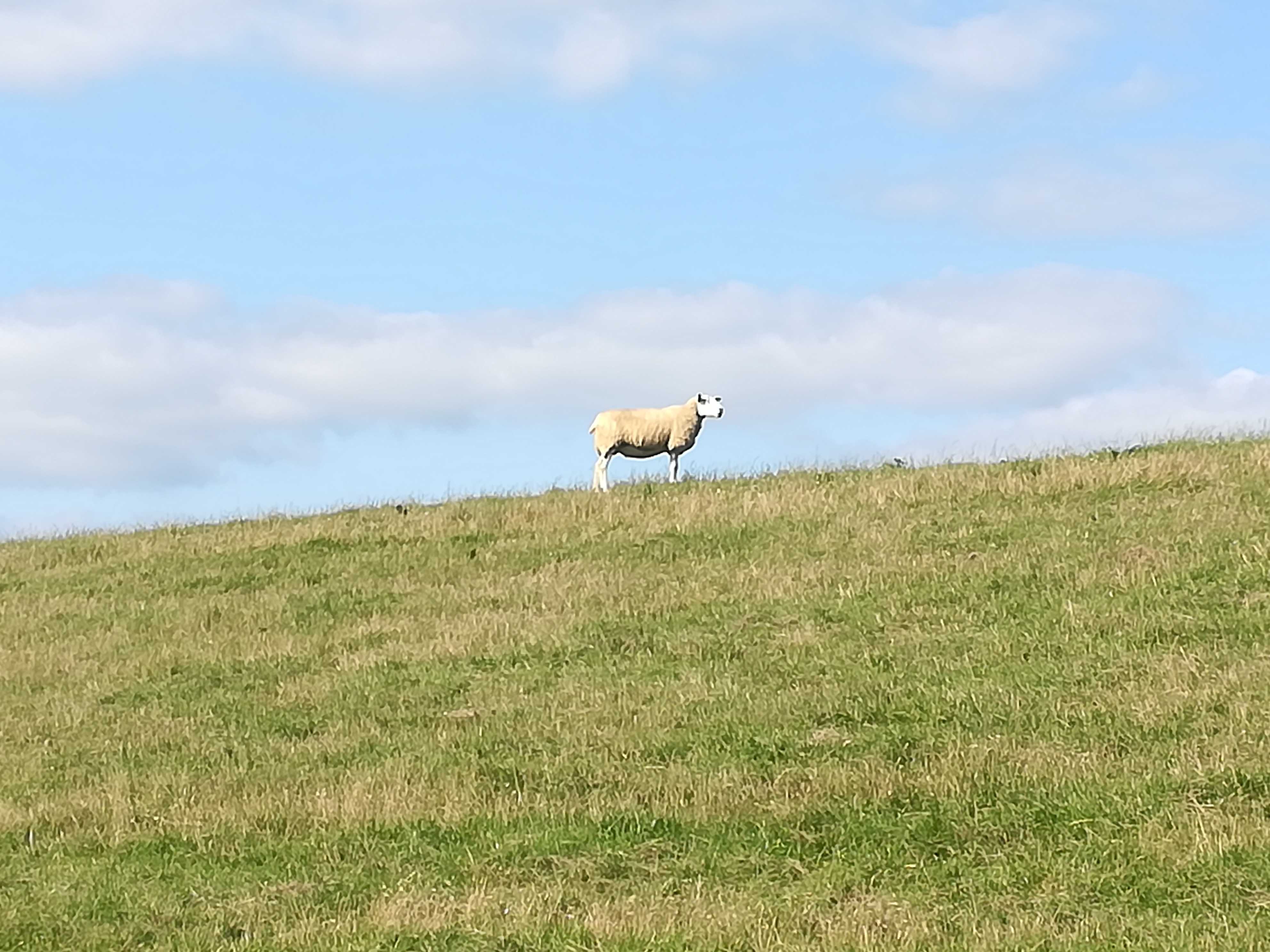 EmsRadweg Schaf