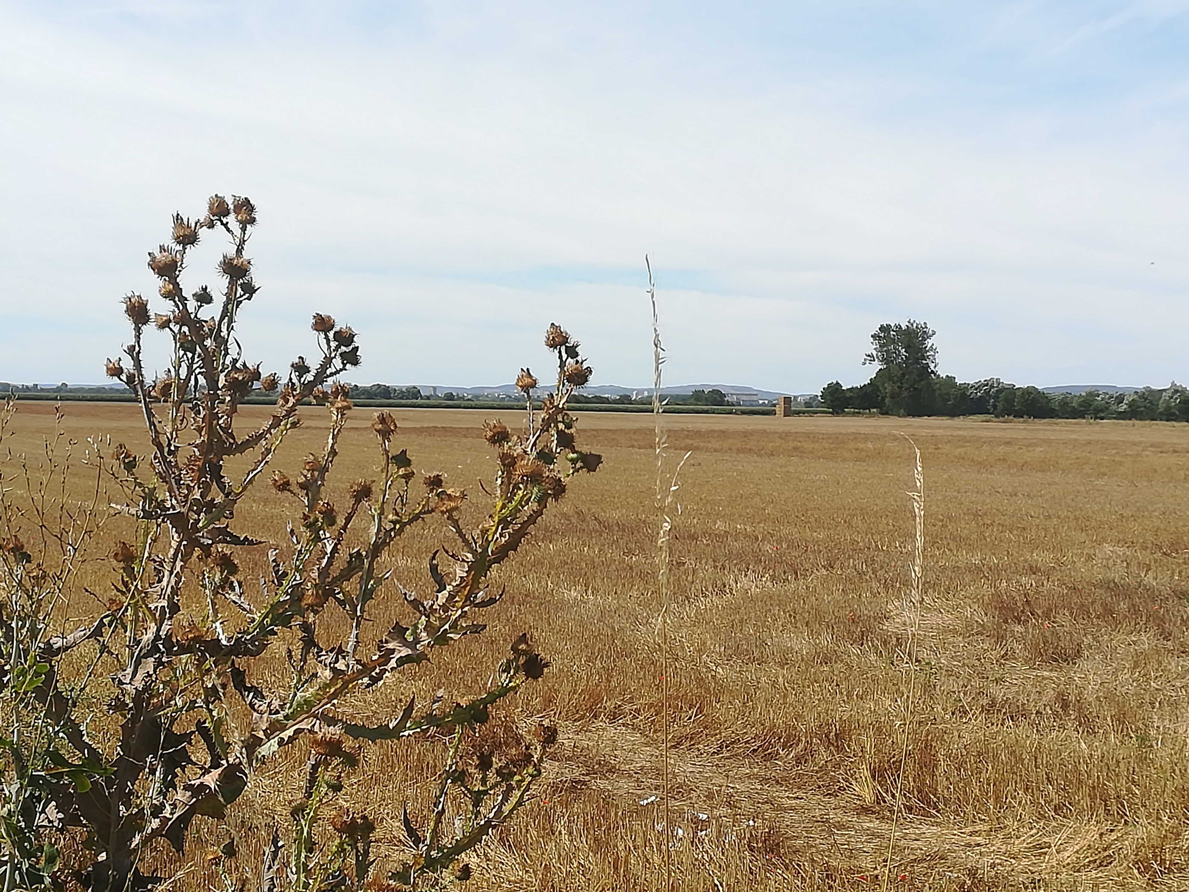 Eurovelo-6-Distel-auf-dem-Weg-nach-Montchanin