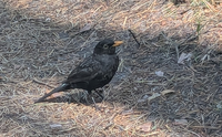 Herr Amsel im Wald von Vecaki