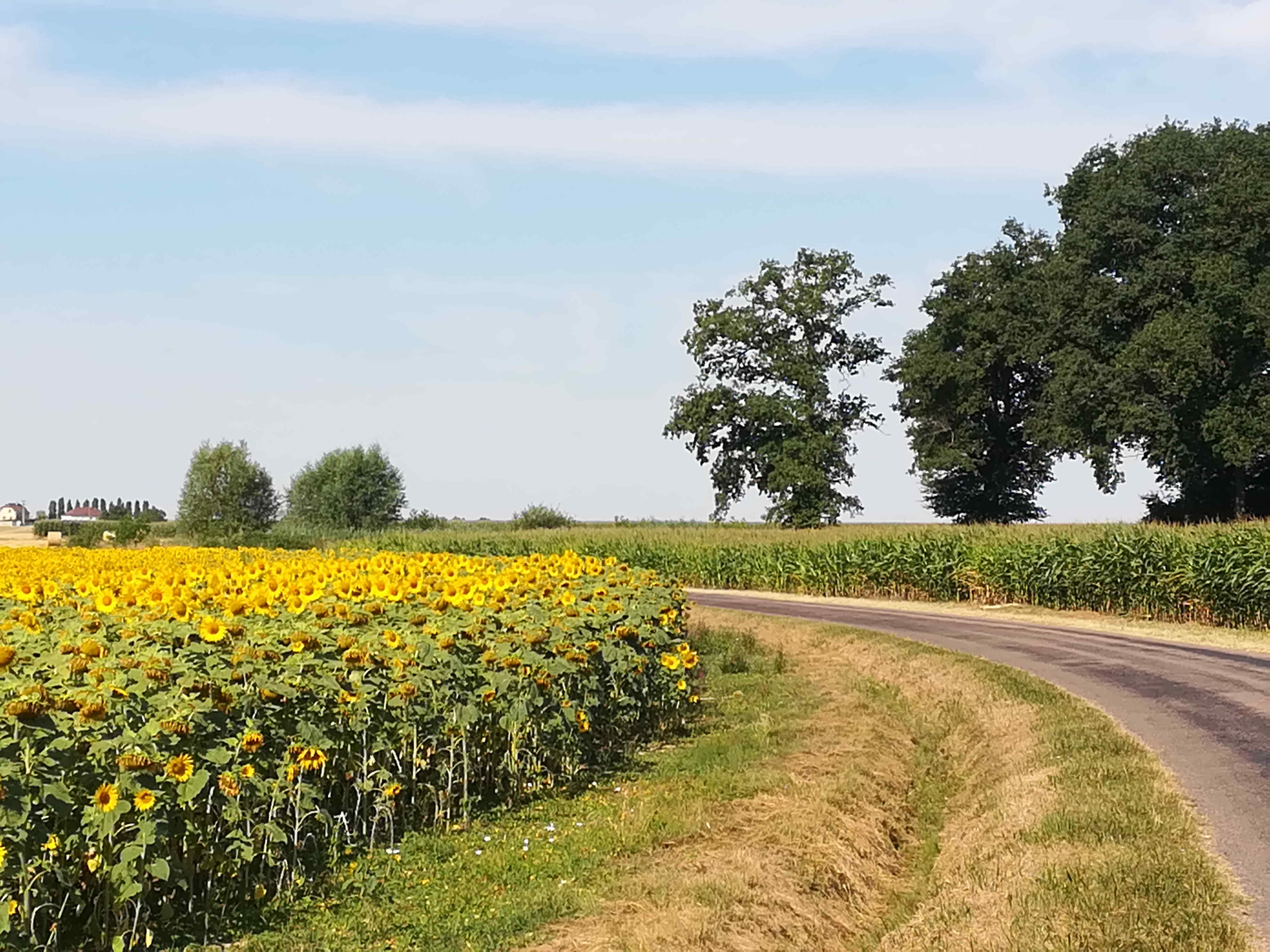 Sonnenblumen