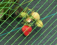 Kapteni talu Haidis gefangene Erdbeeren