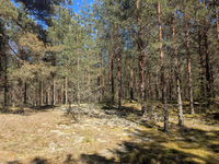 Radreise Baltikum, auf dem 567 durch das hügelige Waldland