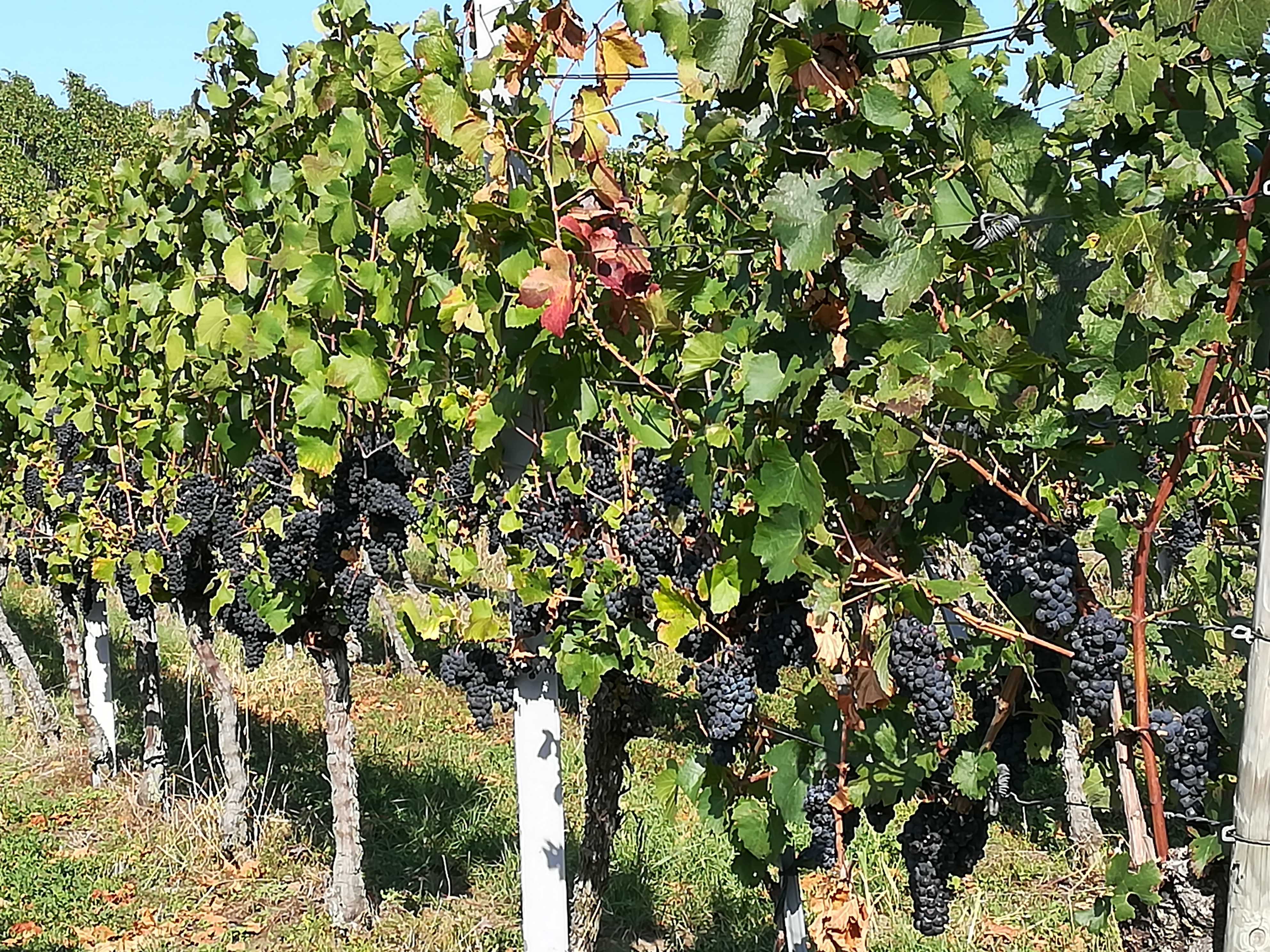 Zum Reinbeissen, Rotweintrauben Mitten im Kaiserstuhl