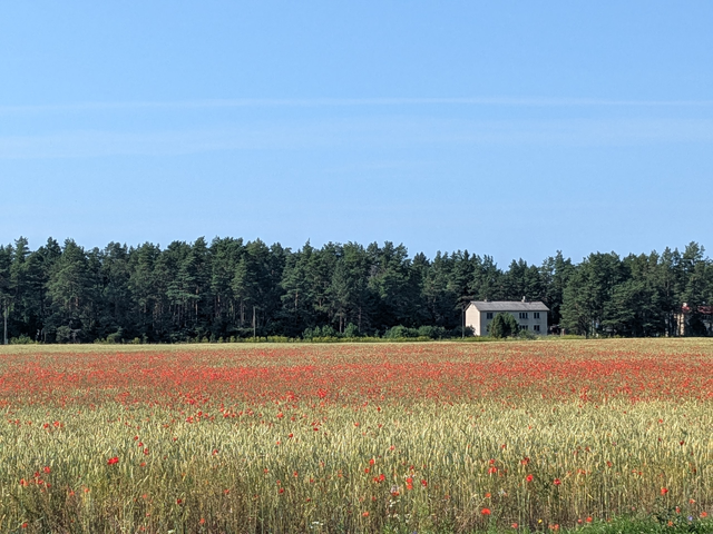 Mohnblumenblütenmeer