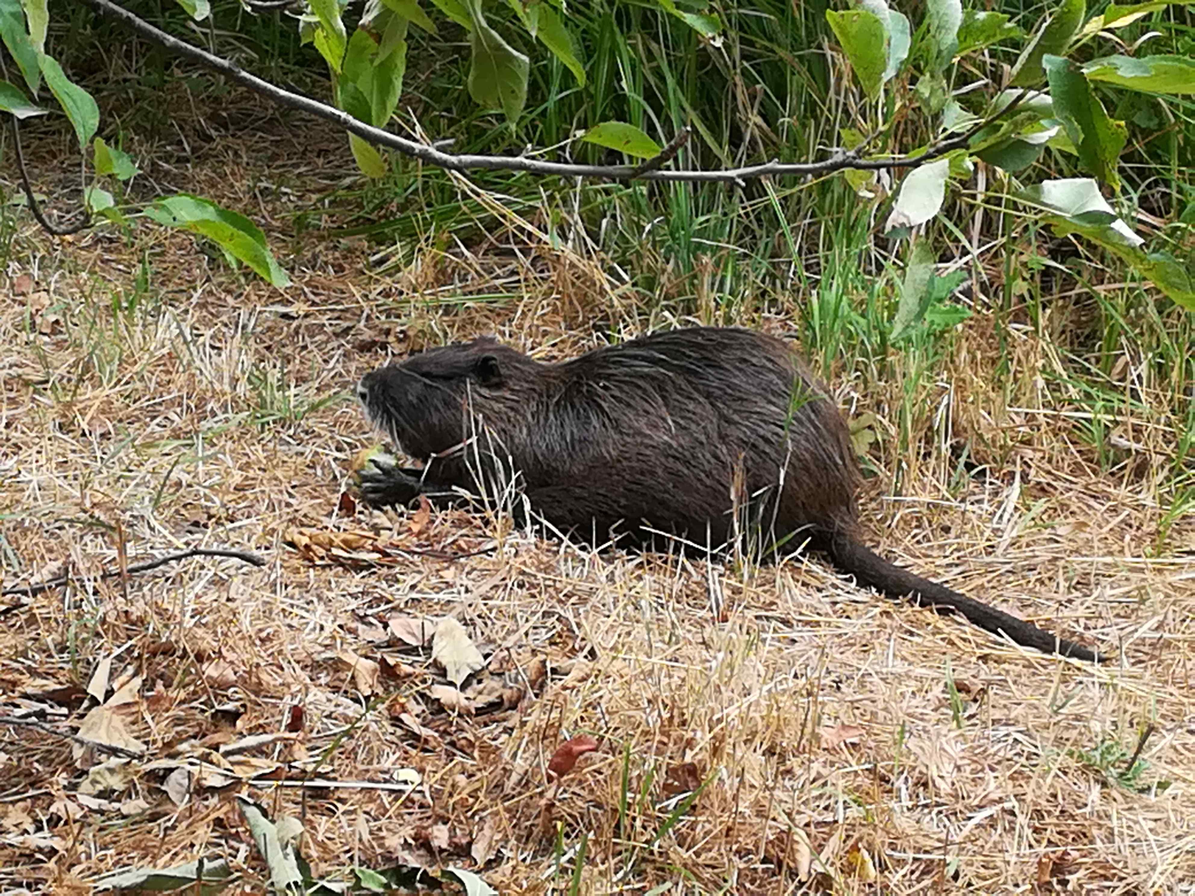 Nutria Insel Hombroich nutria-hombroich