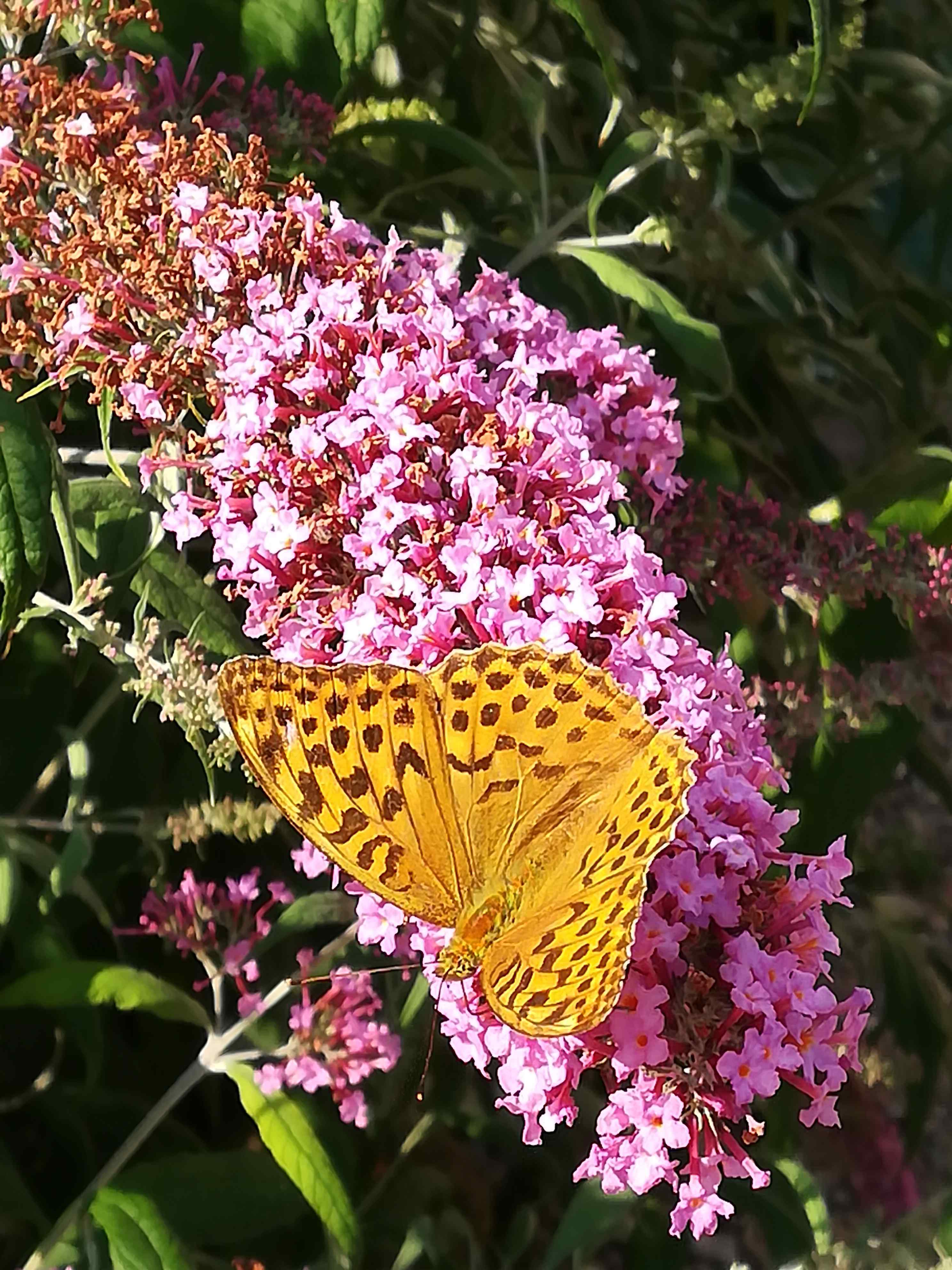 papillon camping sur yonne