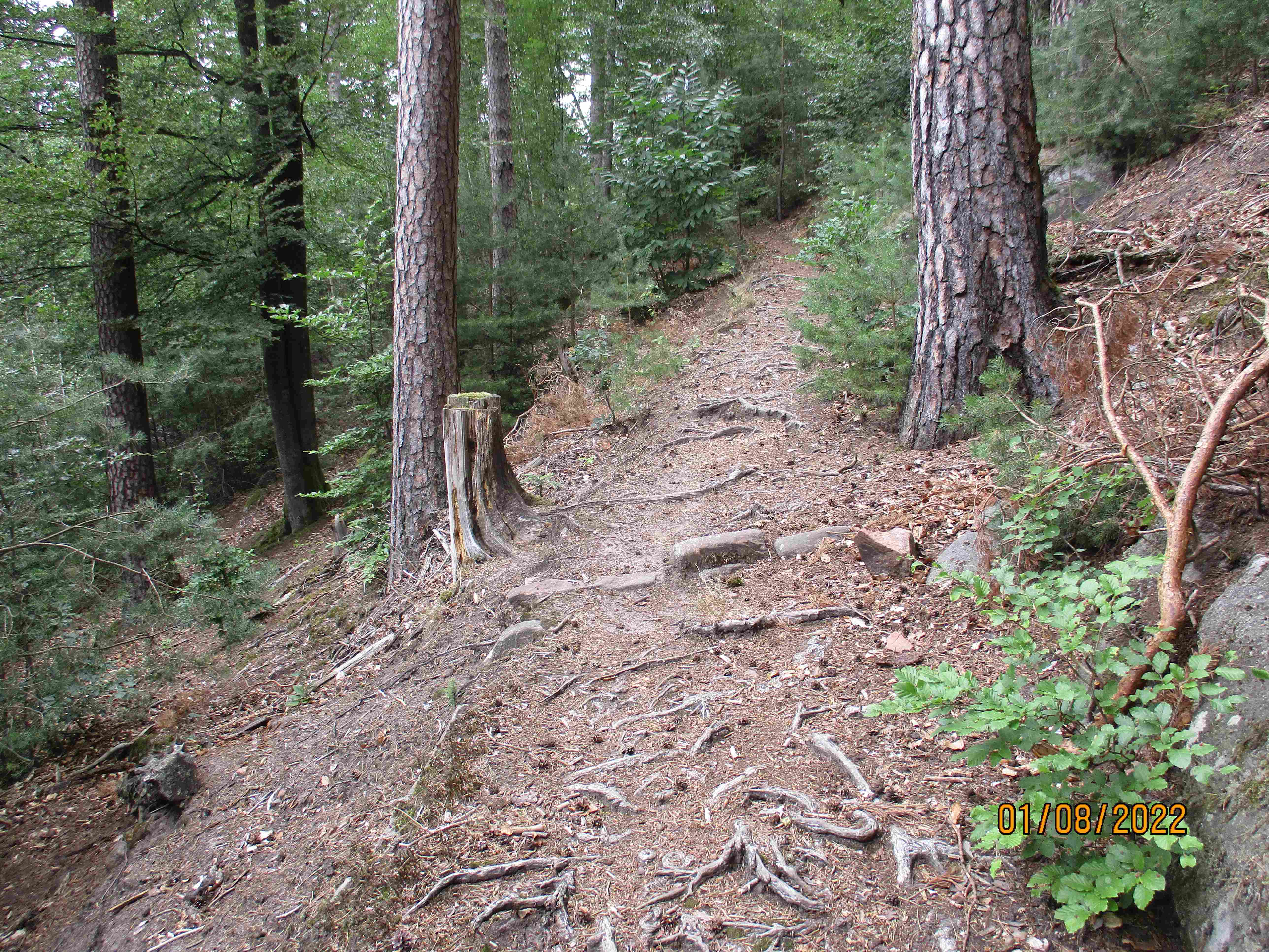 Pfälzerwald-Mointainbikestrecke-MTB