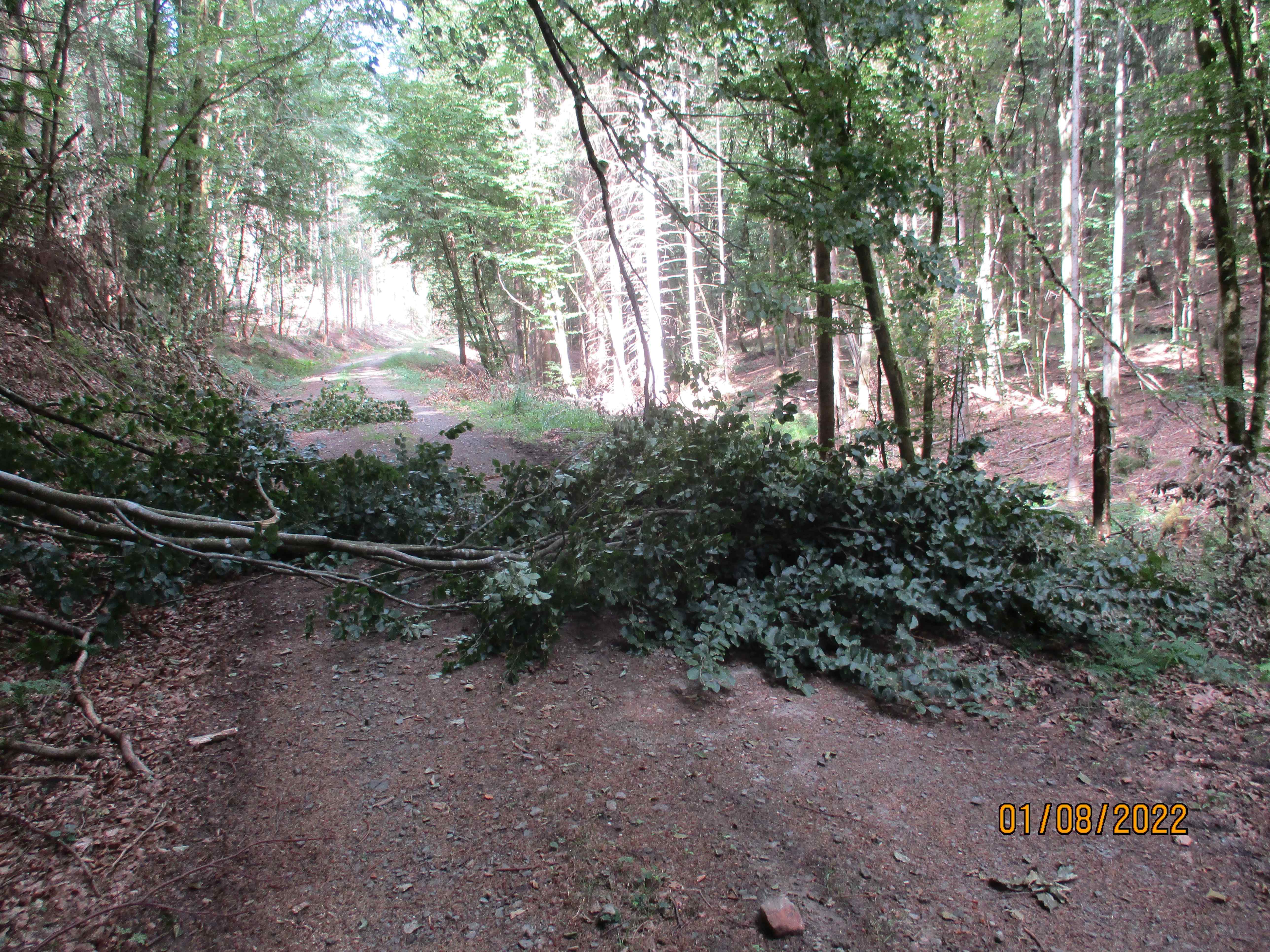 Pfälzerwald-Radweg-Hindernis