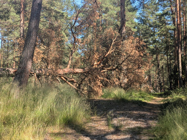 Radreise Baltikum im Wald von Vecaki bei Riga