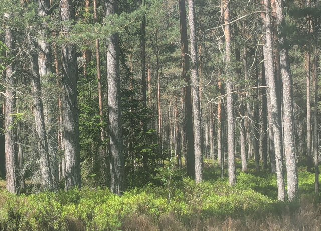 Kiefernwälder an der P134 Lettland