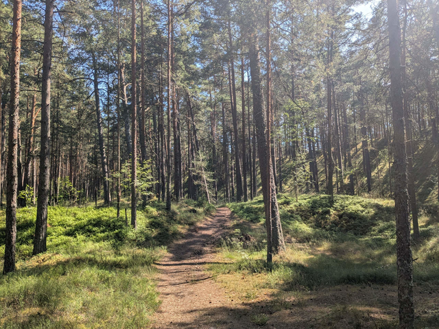 Radreise-Baltikum-mitten-im-Wald-von-Vecaki-bei-Riga-Lettland