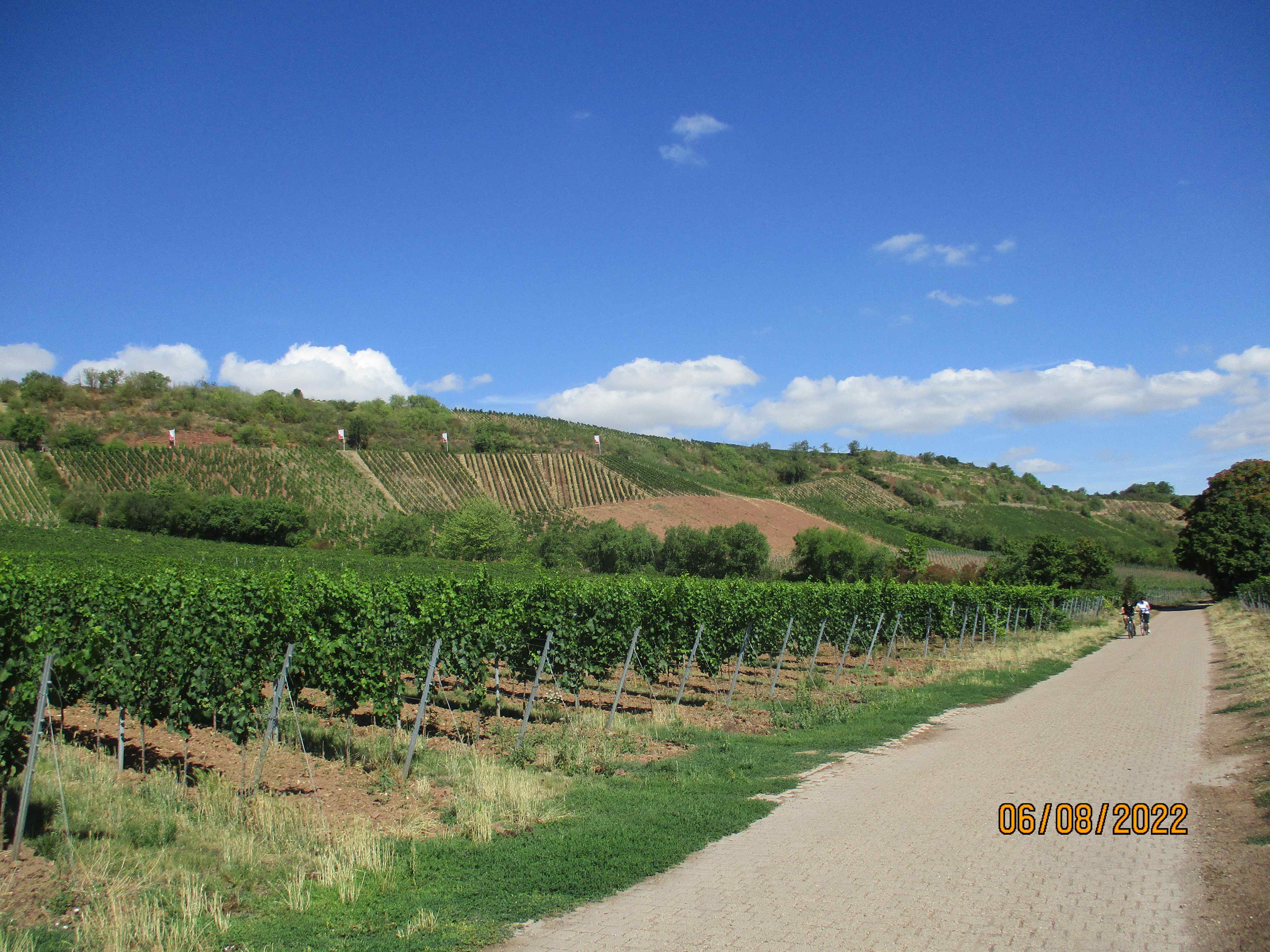 Radreise-Wald-und-Wein-fein-am-Oberrhein