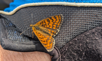 Schmetterling Estland 1