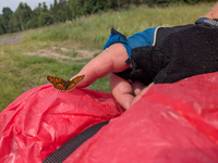 Schmetterling Estland 2