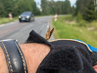 Schmetterling Estland 3