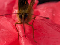Schmetterling Estland 4