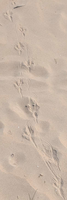 Radreise Baltikum Spuren im Sandstrand von Gipka Lettland