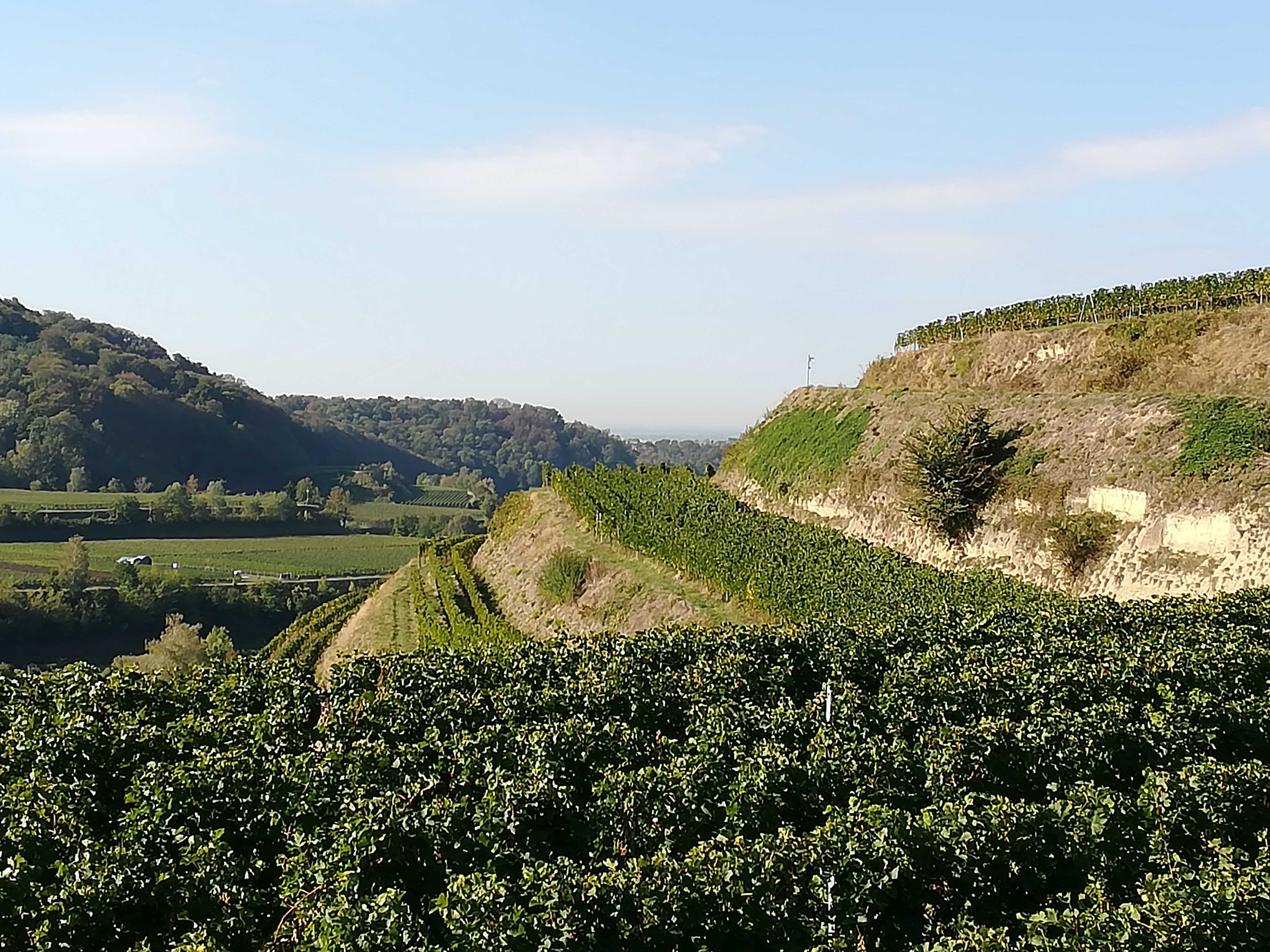 Weinbau am Kaiserstuhl