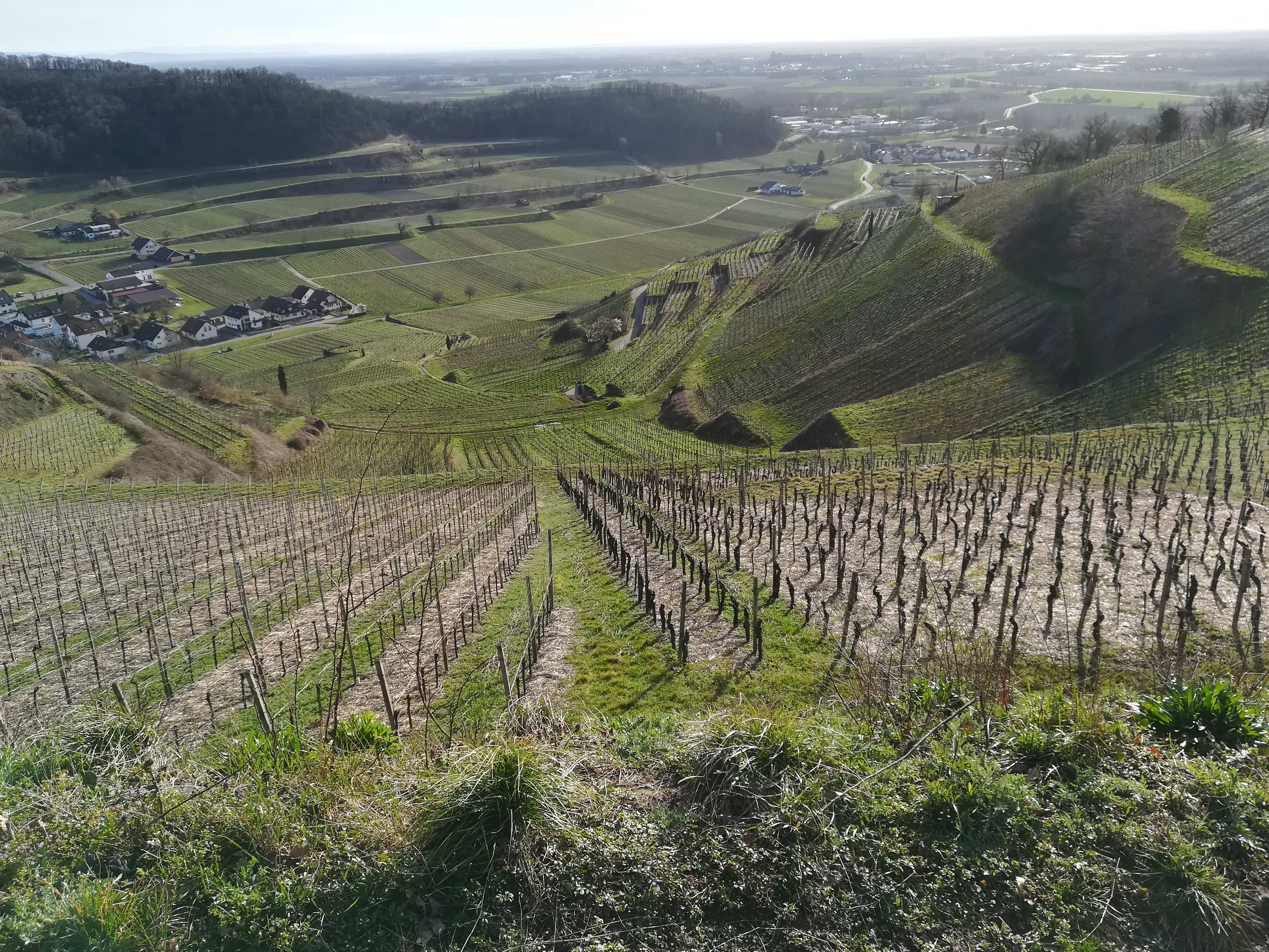 #Weinradeln Achkarren Blick vom Schlossberg, übrigens eine gute Lage