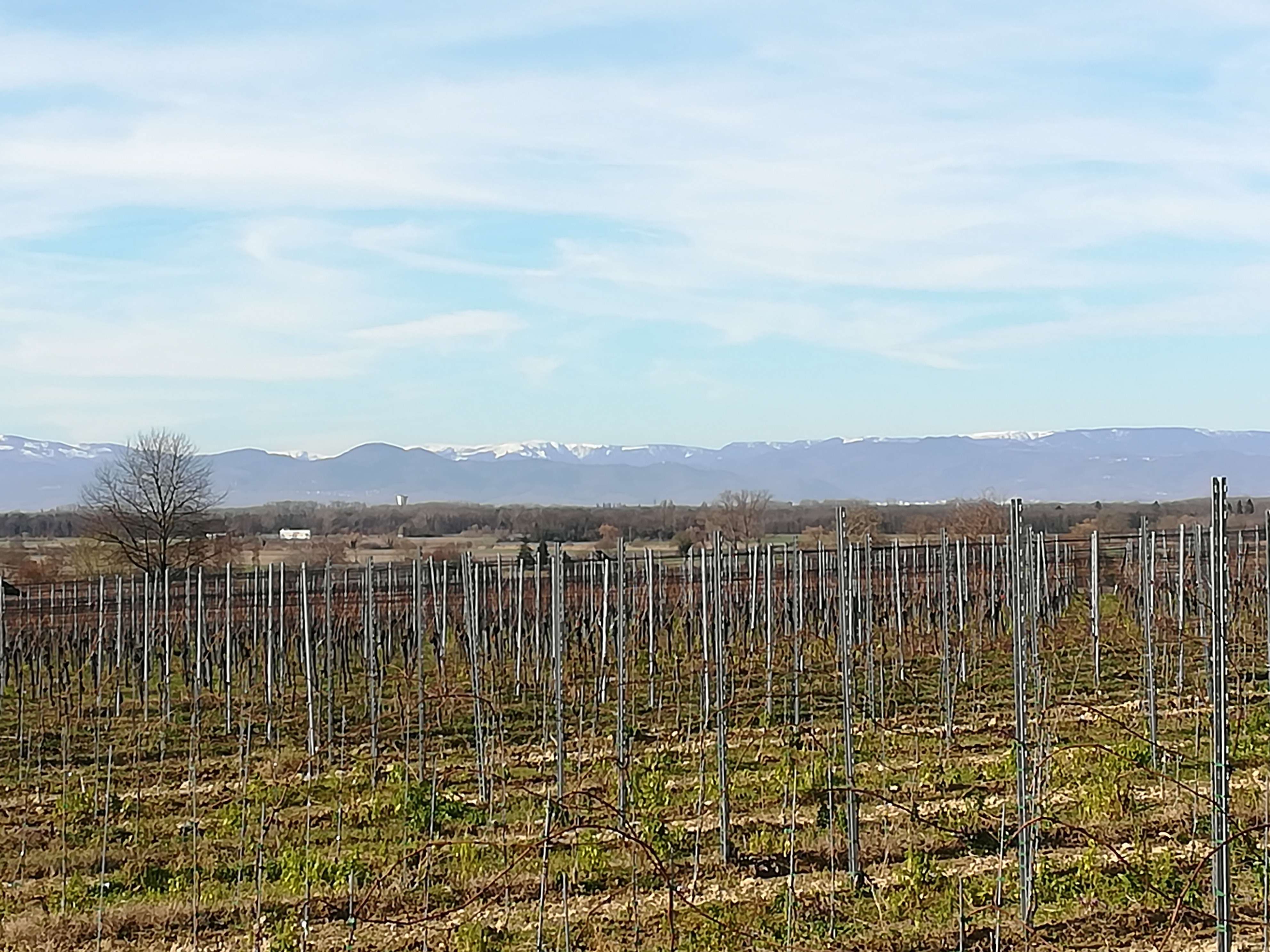 #Weinradeln Achkarren, Blick auf schneebedekcte Vogesen im Februar