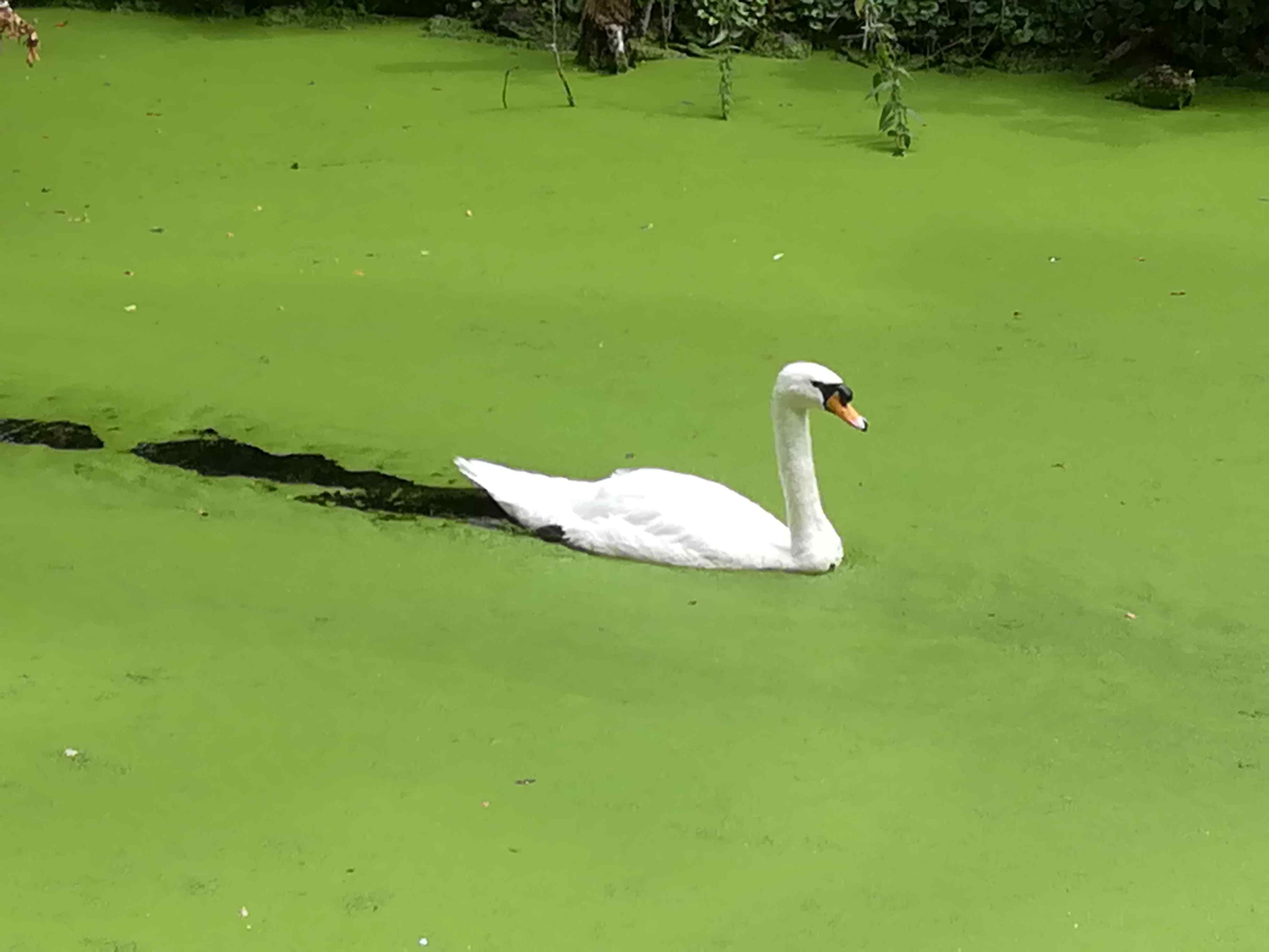 weisser-schwan-auf-gruenem-grund